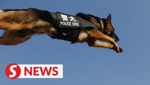Police dog calls it a day
