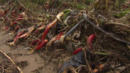 집중 호우에 농작물 몸살...수확해도 복구 불가능 / YTN