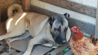 COBAN KOPEGi ve TAVUK - ANATOLiAN SHEPHERD DOG and CHiCKEN