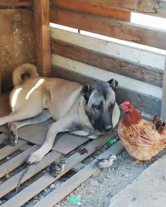 COBAN KOPEGi ve TAVUK - ANATOLiAN SHEPHERD DOG and CHiCKEN