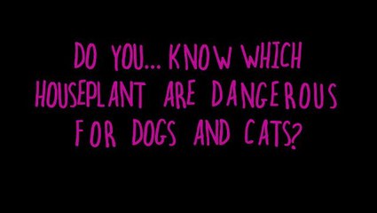 Do you know ...  which houseplants are dangerous for dogs and cats?