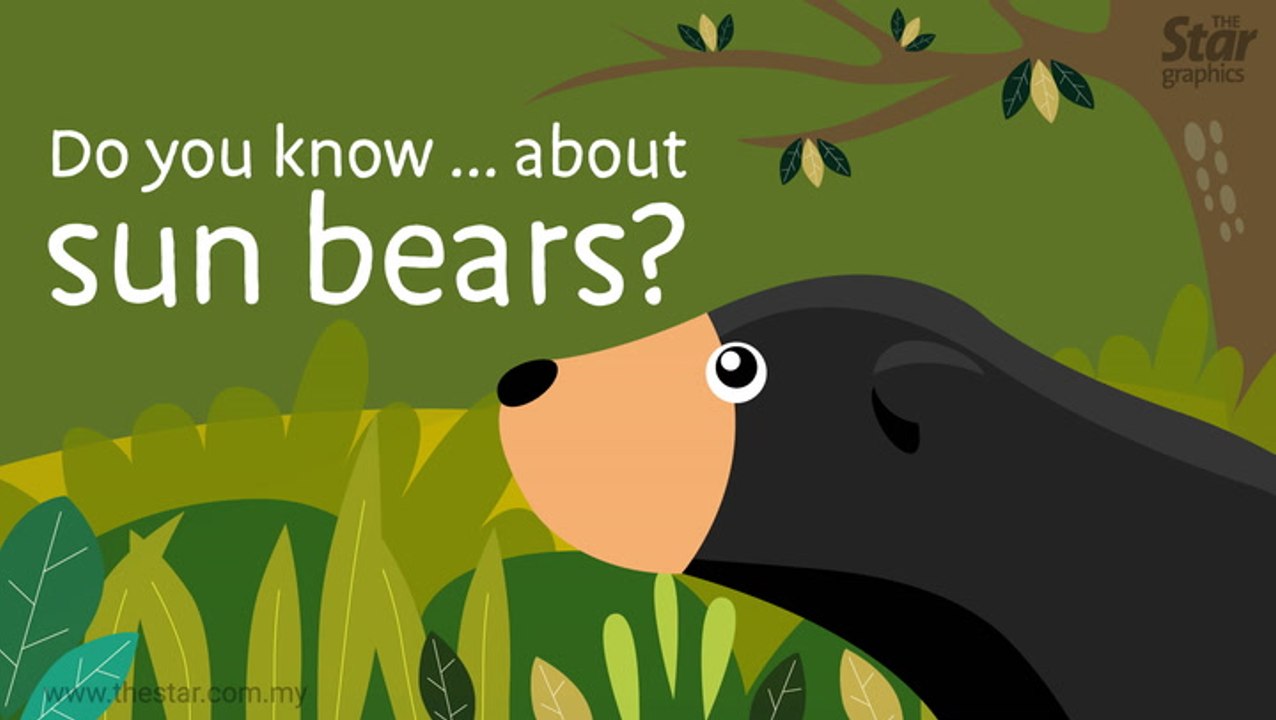 Do you know... about sun bears?