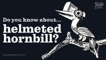 Do you know ... about helmeted hornbill?