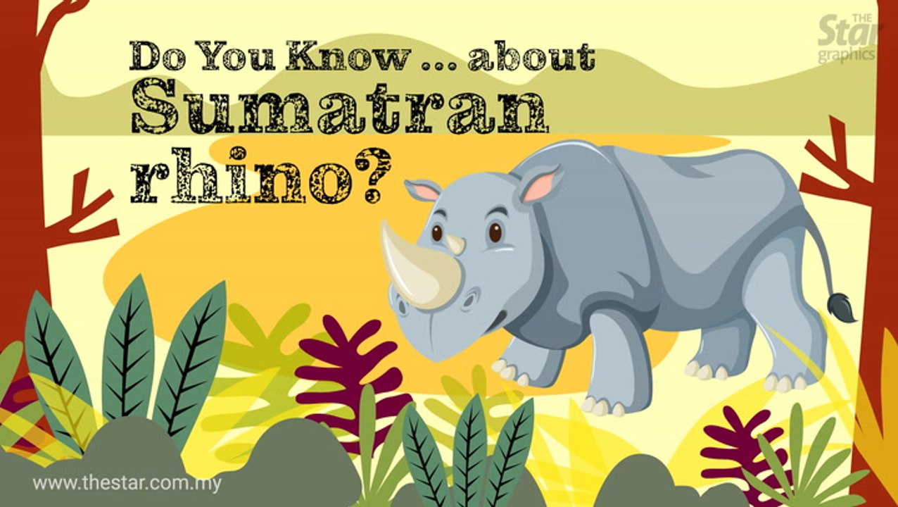 Do you know ... about Sumatran rhino?