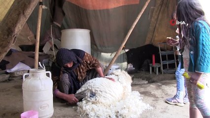 Koyun postu içinde kışlık peynir üretiliyor