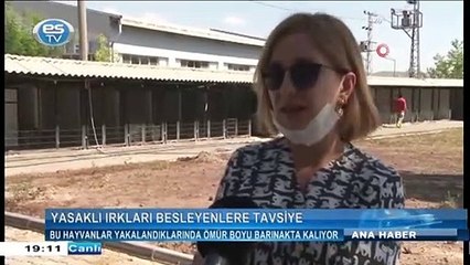 Bu hayvanlar yakalandıklarında ömür boyu barınakta kalıyor