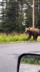 Mama Bear and Three Cubs Wander Along Road