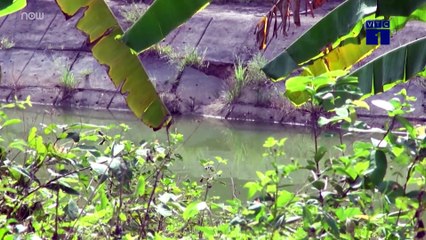 Nghệ An: Trại lợn xả thải ngay đầu nguồn, hàng ngàn hộ dân "chịu trận" | VTC