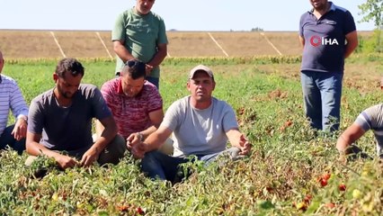 Domates fiyatları 32 kuruşa düştü, çiftçi devletten yardım bekliyor