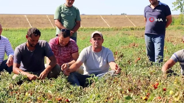 Domates fiyatları 32 kuruşa düştü, çiftçi devletten yardım bekliyor
