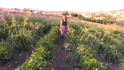 Bu bostanın mahsulü de geliri de ihtiyaç sahibi ailelerin - TUNCELİ