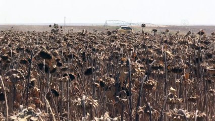 Dünyanın en büyük tarım işletmesinde ayçiçeği hasadı başladı - ŞANLIURFA