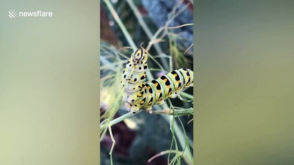 Adorable caterpillar munches on plant in California