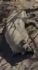 Köpekler bayıltılıp ölüme mi terk edildi