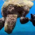 Diver Attempts to Save Turtle Stuck in Discarded Fishing Line