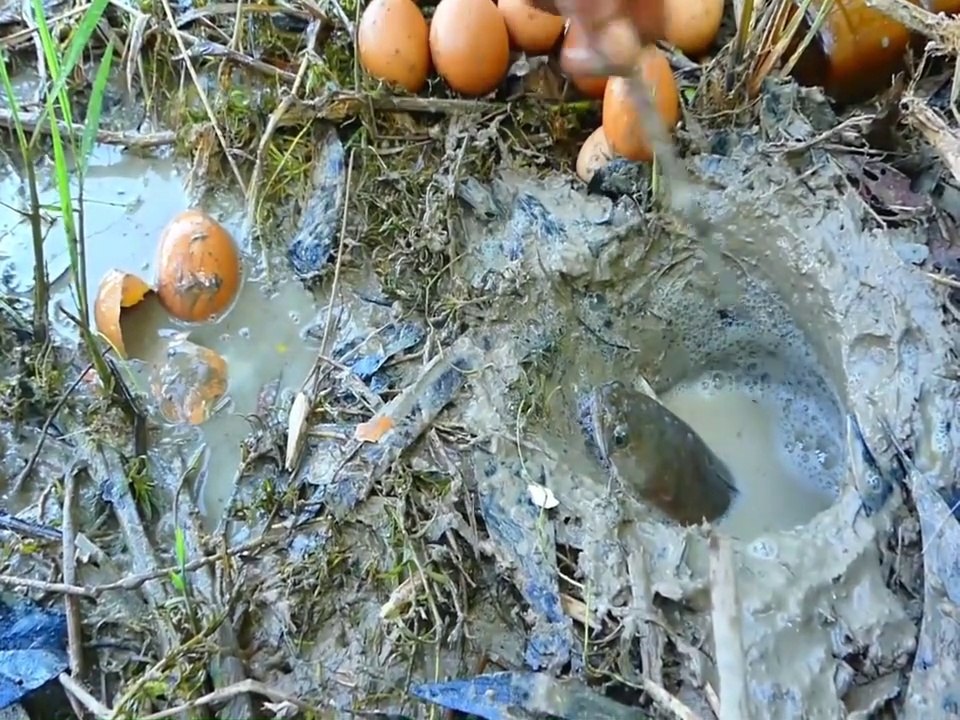 Experiment : Attractive Fishing Method With Oil,Eggs Catch Fishes From Hole | Animal Trap