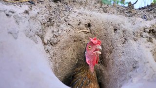 Experiment : Coca Cola, Fanta, Sprite And Mentos Catch Wild Chicken In Underground Hole | Animal Trap