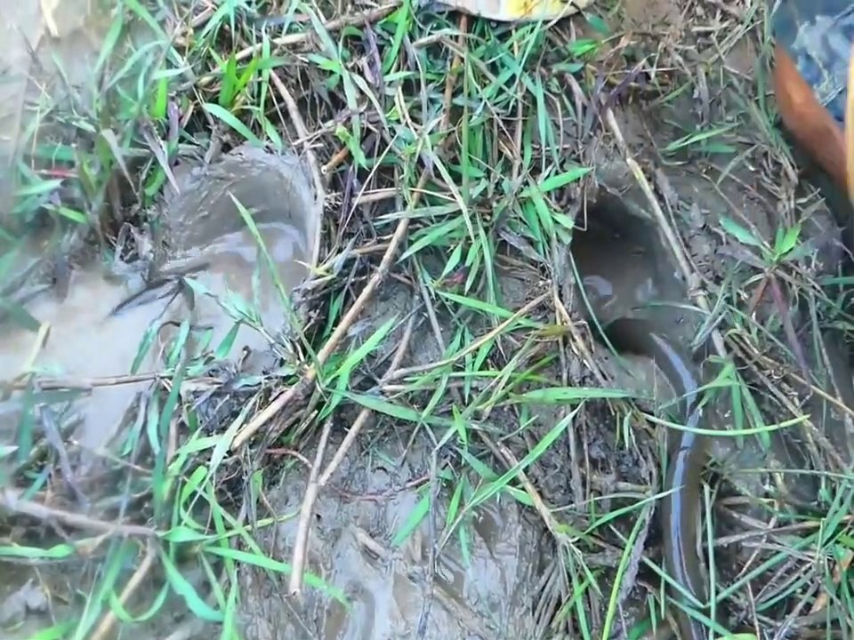 Experiment: Coca Cola, Fanta, Sprite and Mentos Vs Eels Fish Hole Underground | Animal Trap