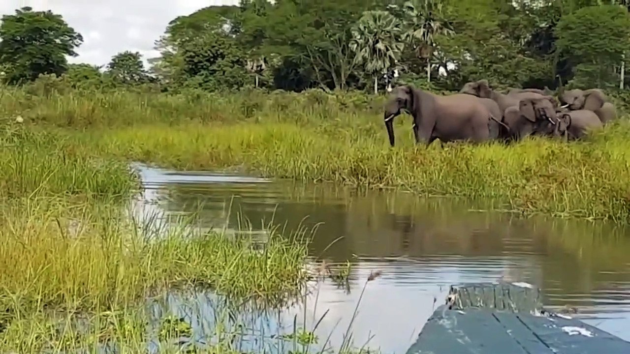 CROCODILE VS ELEPHANTS The Most Exciting Moments I