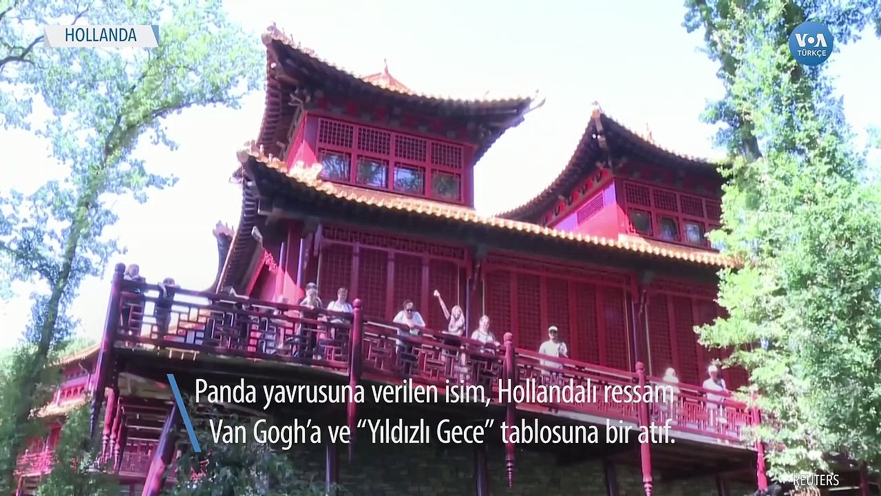Panda Yavrusuna Van Gogh'tan Gelen İsim