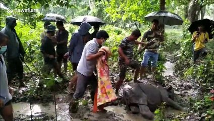 Adorable baby rhino abandoned by mother rescued in northeastern India