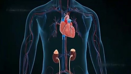 Excretory system in Human Body
