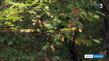 Des arbres de plus en plus abattus en raison de la sécheresse