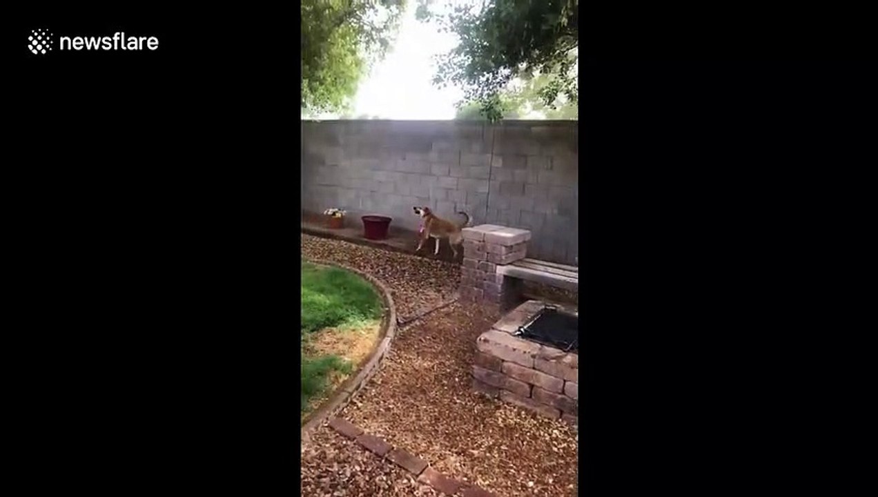 Arizona dog sees rain for first time and goes nuts