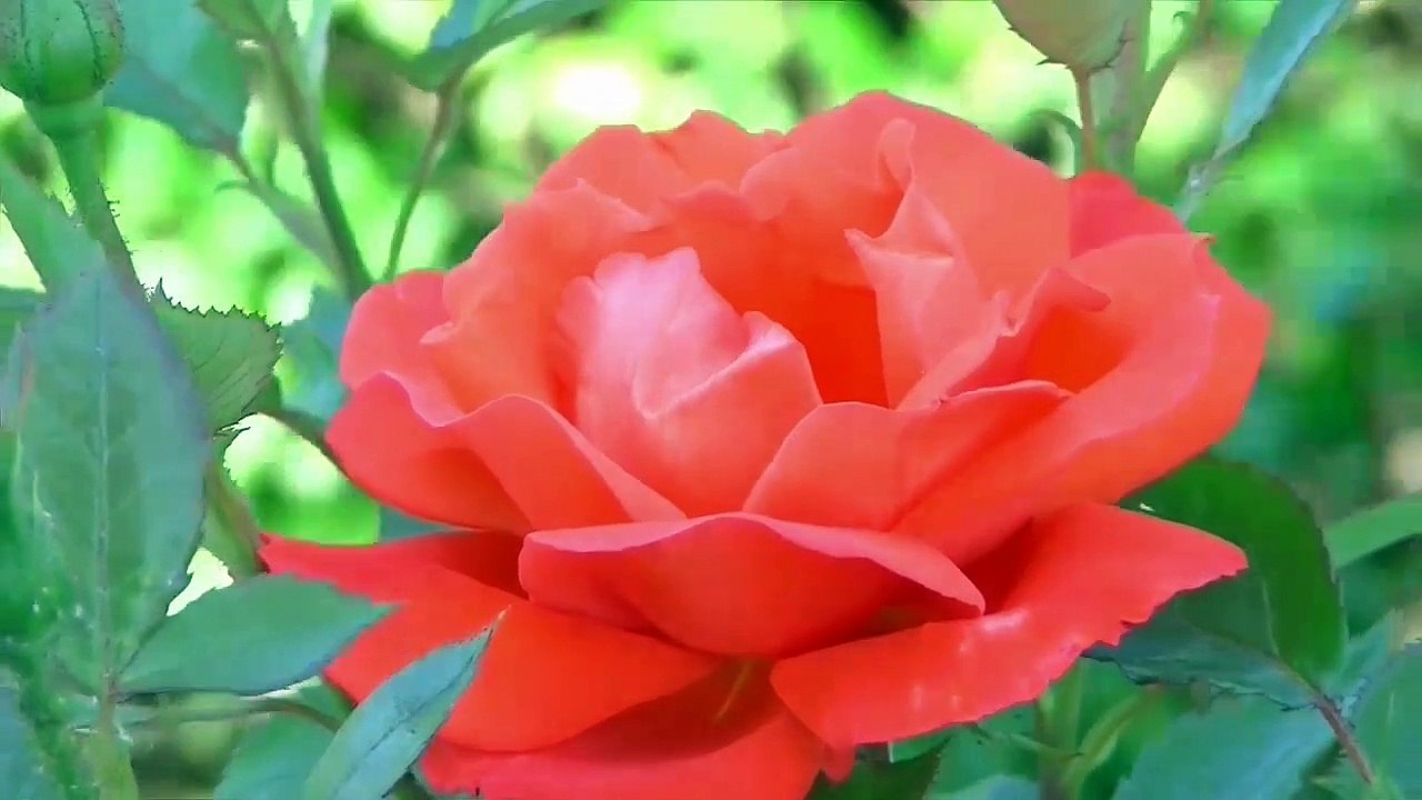 edited-20200813-155935