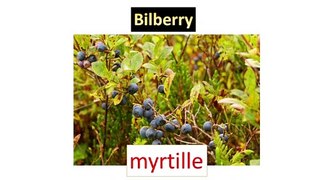FRENCH FRUITS VOCABULARY IN ENGLISH