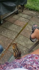 Chipmunk Joins in for Morning Coffee Time