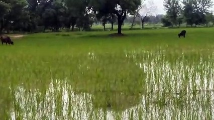 किसानों की फसल को चुगने निकली गाय