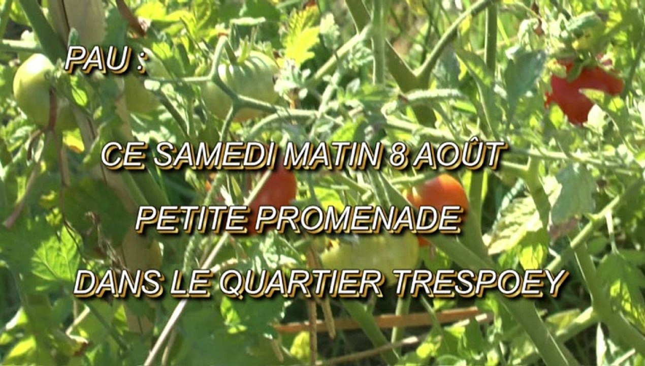 LES PROMENADES DE MICHOU64 W-D.D. - 8 AOÛT 2020 - PAU - CE SAMEDI MATIN 8 AOÛT PETITE PROMENADE DANS LE QUARTIER TRESPOEY