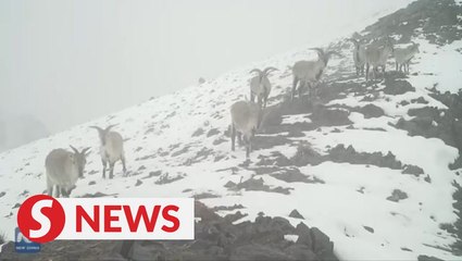 Rare animals in Altun Mountain, NW China's Xinjiang