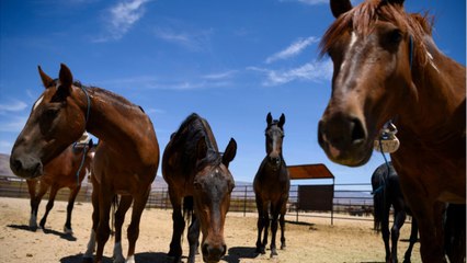 Never Mind: Anti-Environmentalist Withdraws Name For Top BLM Job