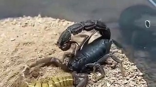 Quand un scorpion s'énerve