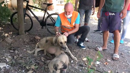 Sokak köpeğine uygunsuz hareketlerde bulunan yaşlı adam gözaltına alındı