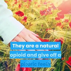 boost-your-endorphins-(Feel good hormone) naturally