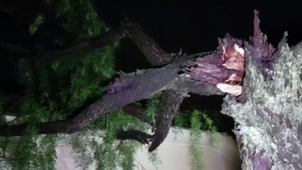 Tronco de árvore cai em cima de residência no Bairro Brasília