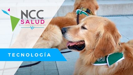 Chi­le uti­li­za ca­nes en­tre­na­dos para de­tec­tar co­ro­na­vi­rus a tra­vés del su­dor