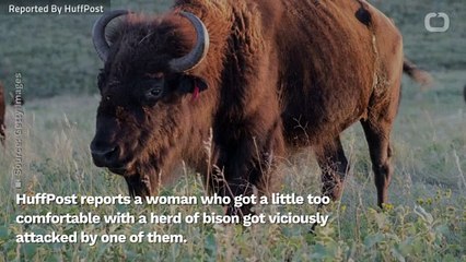 Camera-Shy Bison Rips Pants Off Nosy Photographer