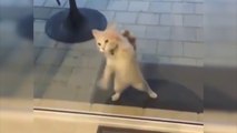 Konuşan Kediler 8 - En Komik Kedi Videoları - Dublaj Turkey