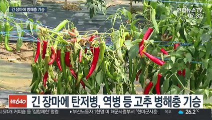 긴 장마에 농작물 병해충 극성…방제 시급