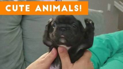 Cutest Pets of the Week Compilation November 2017 _ Funny Pet Videos
