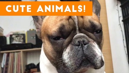 Cutest Pets of the Week Compilation November 2017 _ Funny Pet Videos