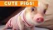 Cutest Pigs and Piglets of 2017 Weekly Compilation _ Funny Pet Videos