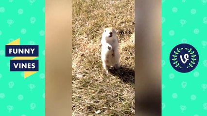 Ultimate Funny Animals & Kids Fails Compilation 2017 _ Funny Vine