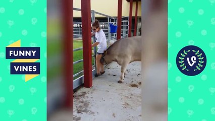 [30 MIN] ULTIMATE Funny Animals Compilation 2018 - Best Animal Videos _ Funny Vine