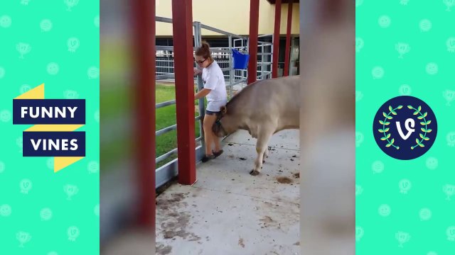[30 MIN] ULTIMATE Funny Animals Compilation 2018 - Best Animal Videos _ Funny Vine