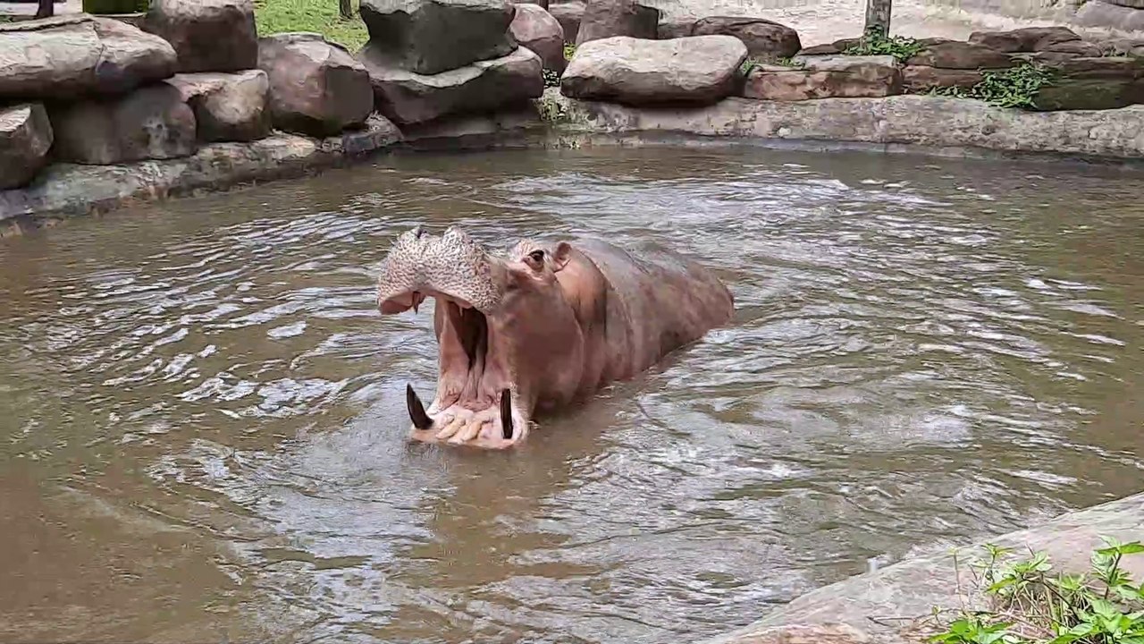 Hà mã, safari phú quốc